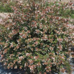 Abelia Boule 50/60