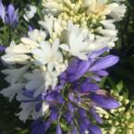 Agapanthe - Bleu/Blanc