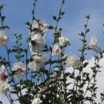 Althea 125/150