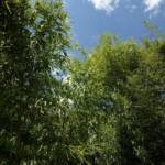 Phyllostachys - Bambou à Grande Végétation 250/300