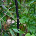 Phyllostachys - Bambou Noir 200/+