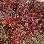 Berberis 80/100