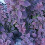 Berberis - Epinie Vinette