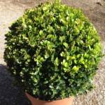 Buis Sempervirens Boule 80/100