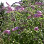 Buddleia 80/+
