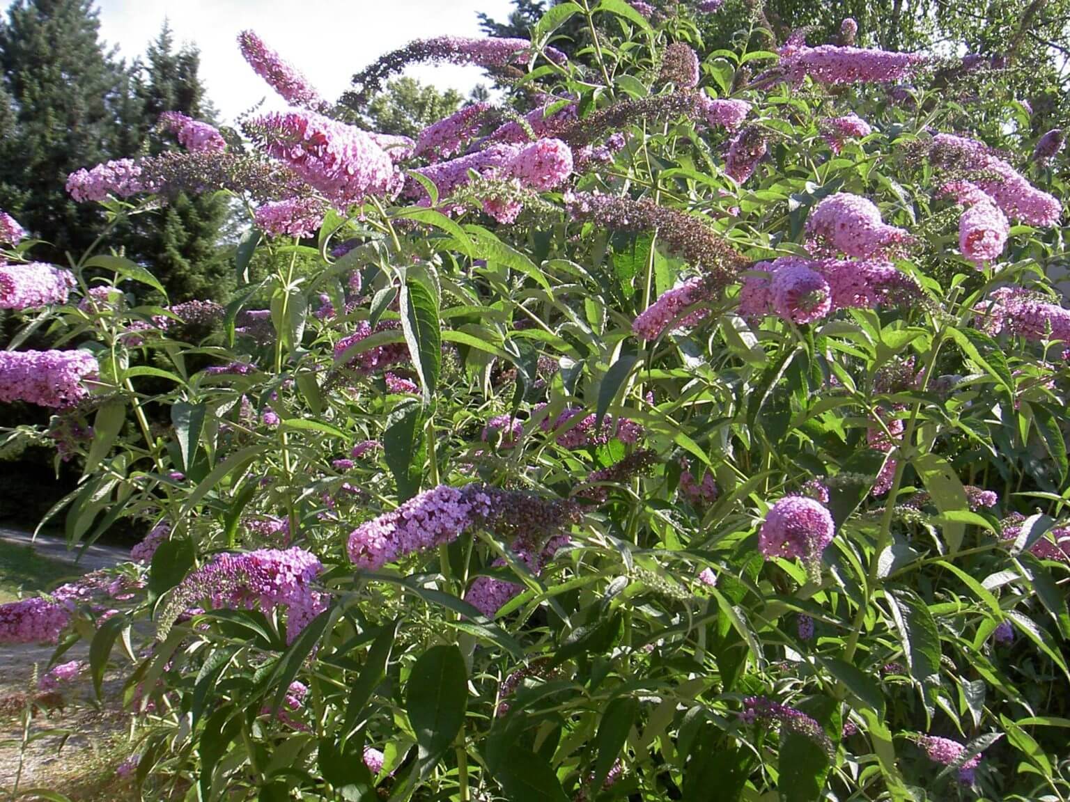 Buddleia - Arbre aux Papillons - Image 2