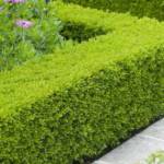 Buis Sempervirens de Haie 60/80
