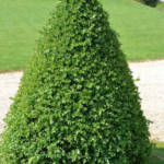 Buis Sempervirens Pyramide 40/50