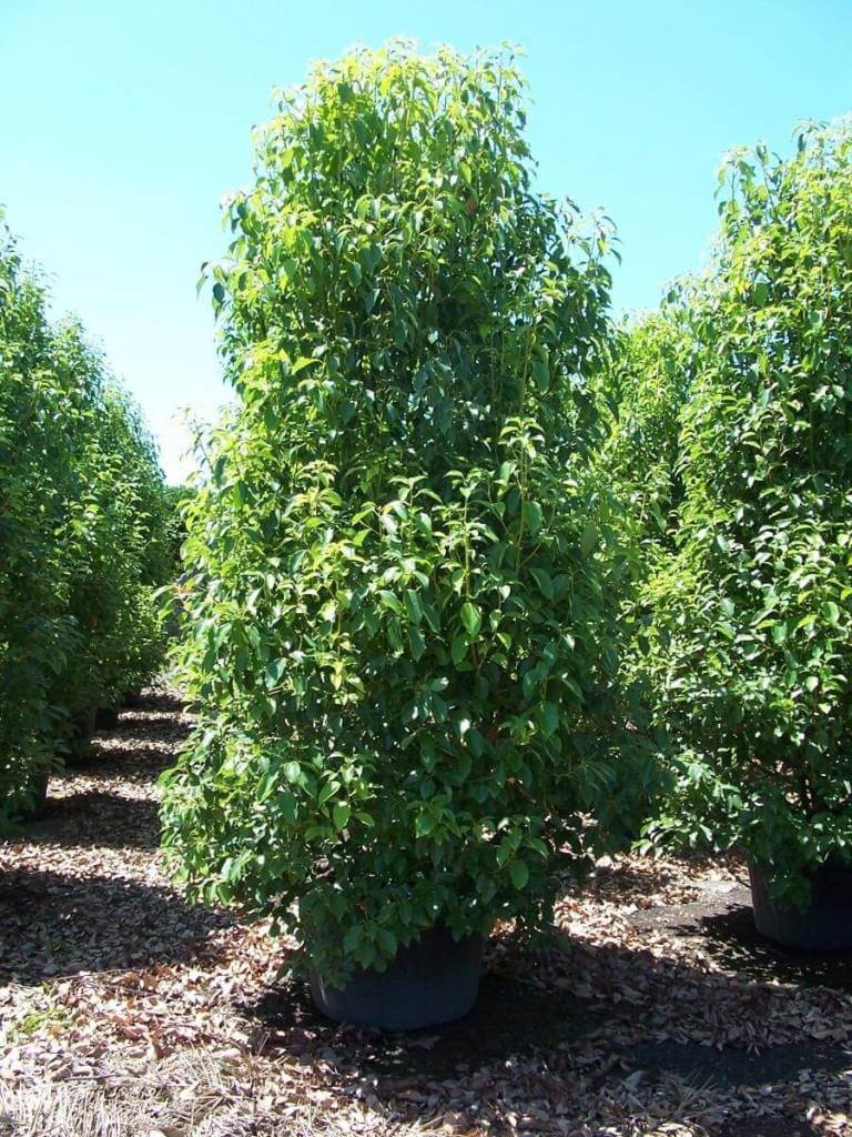 camphrier-cinnamomum-p-pini-re-sainte-marguerite