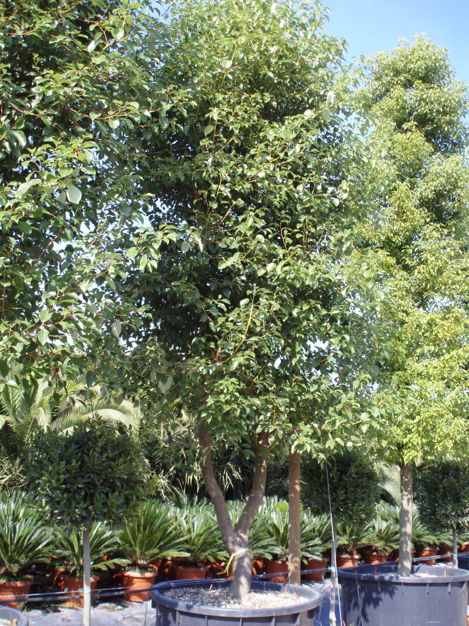 Camphrier - Cinnamomum - Image 3