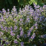 Caryopteris