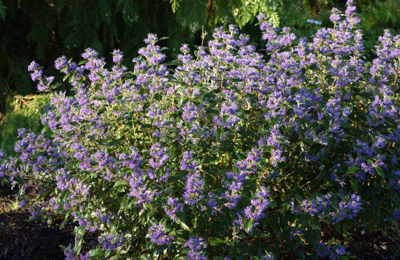 Caryopteris