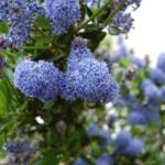 Ceanothus Thyrsiflorus Repens 60/80