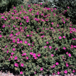 Cistus - Ciste