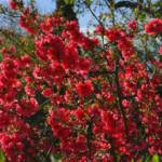 Chaenomeles - Cognassier du Japon