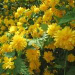 Kerria Japonica - Corete du Japon