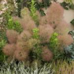 Cotinus - Arbre à Perruques
