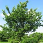 Celtis Australis - Micocoulier  - Ø10-12 cm
