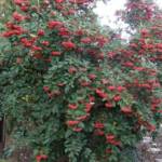 Cotoneaster 60/80