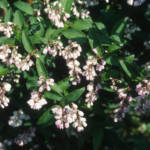 Deutzia C4