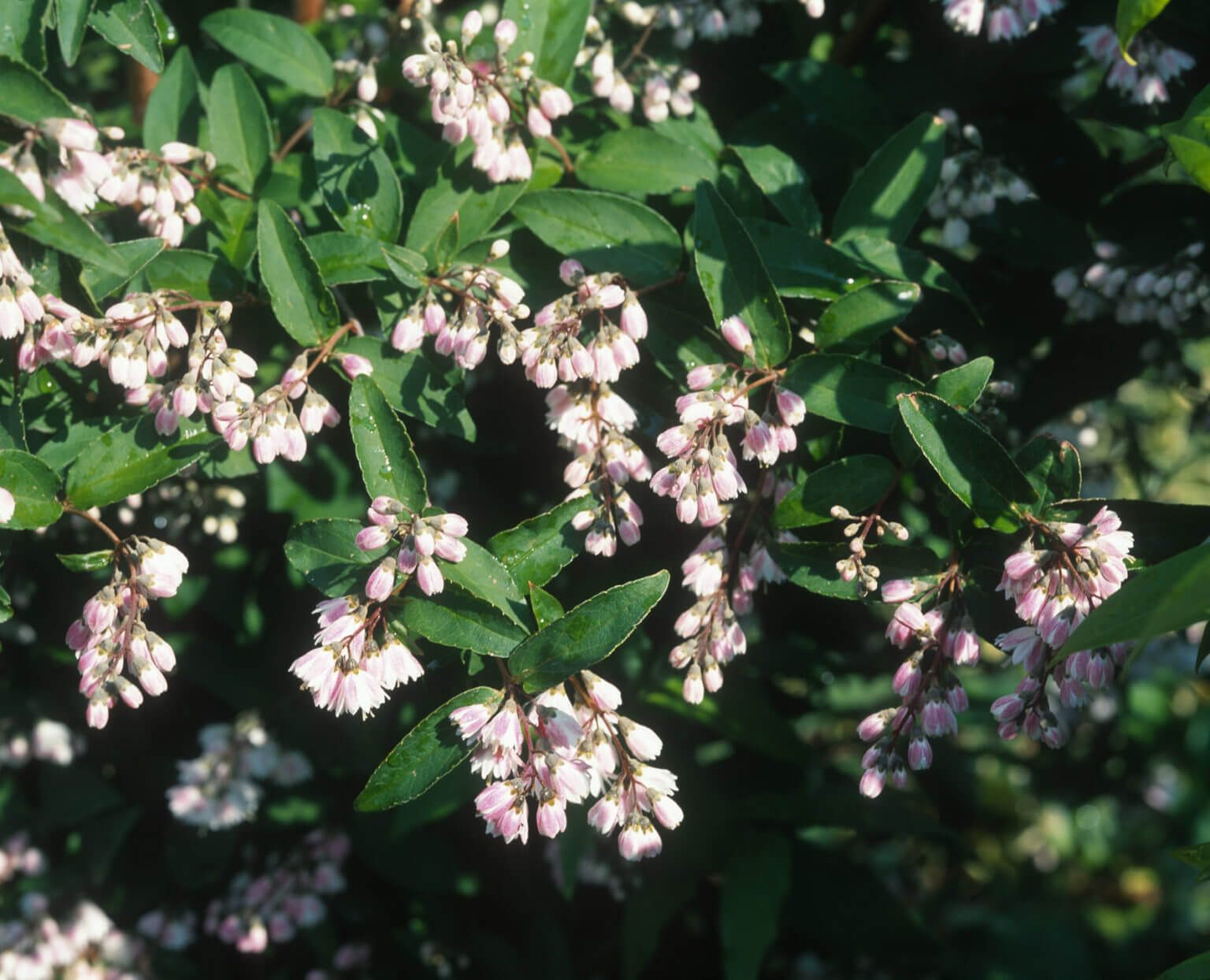 Deutzia
