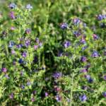 Echium 40/50