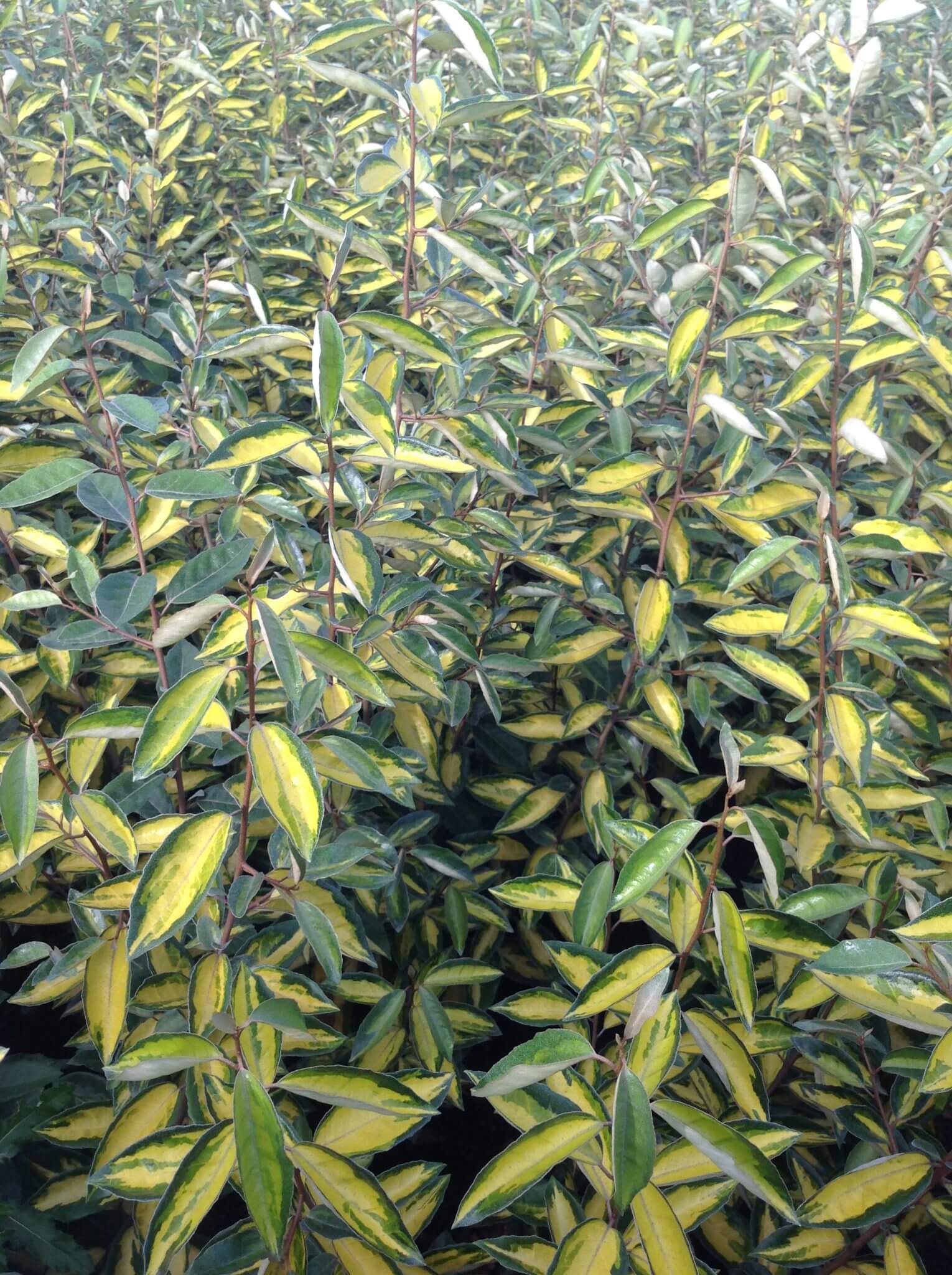 Eleagnus - Image 2