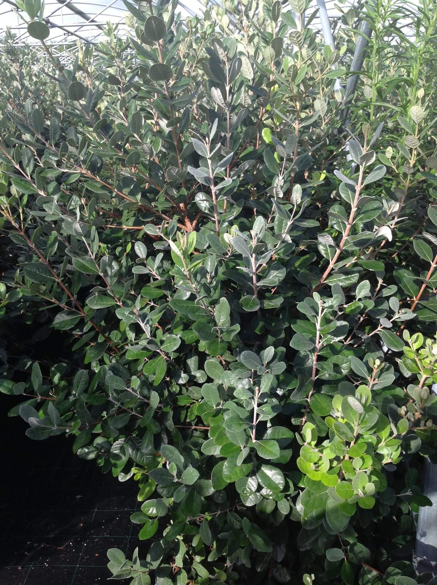 Acca - Feijoa - Image 3