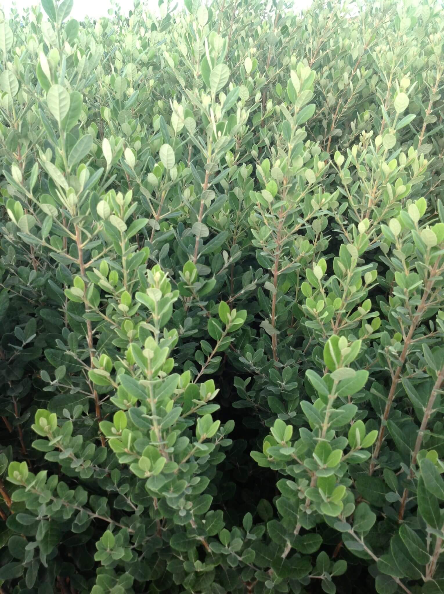 Acca - Feijoa - Image 5