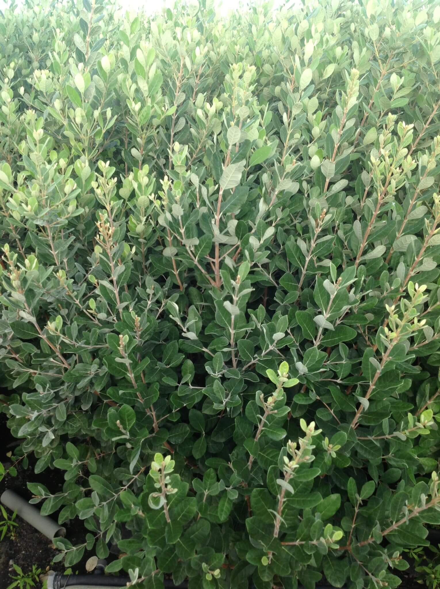 Acca - Feijoa - Image 4