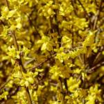 Forsythia 120/150