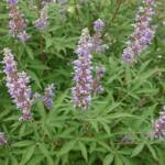 Vitex - Gattilier - Arbre au poivre