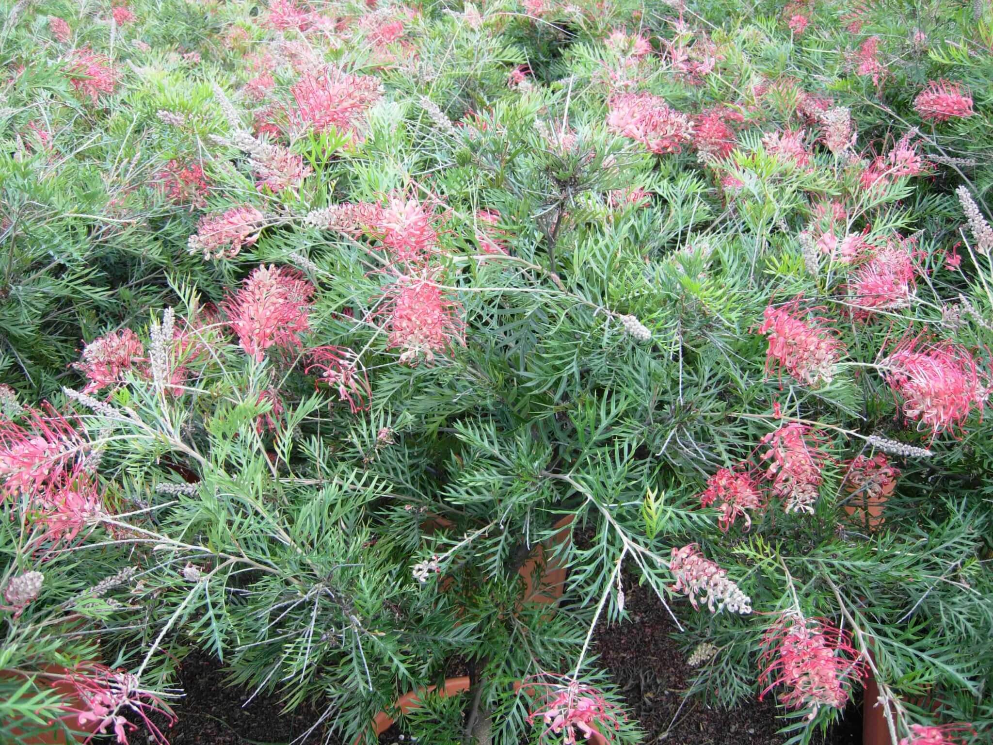 Grevillea Pépinière Sainte Marguerite