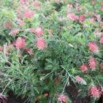 Grevillea 60/80