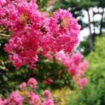 Lagerstroemia Indica - Lilas des Indes