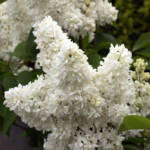 Lilas C5