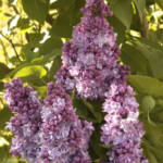 Syringa - Lilas