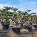 Olea Europea - Olivier Bonsaï : 200-250 cm