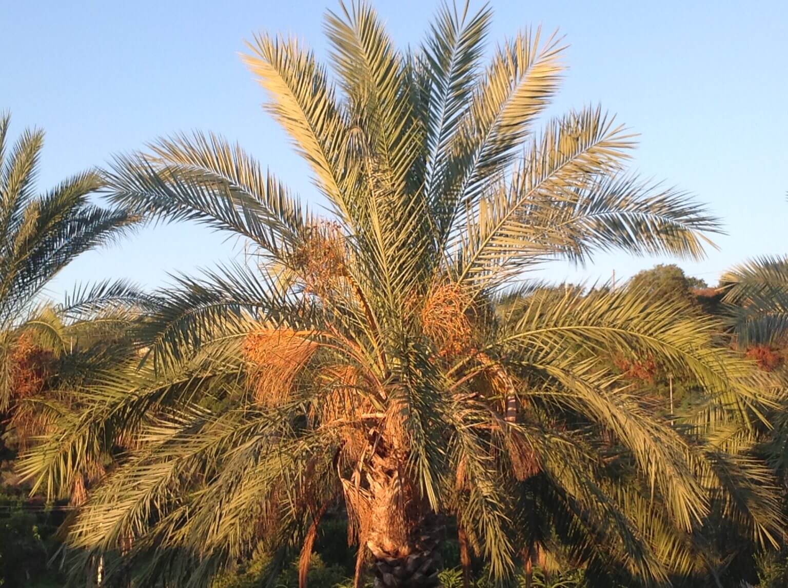 Palmier Phoenix Dactylifera - Image 4