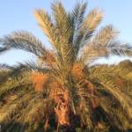Palmier Phoenix Dactylifera : 400/600