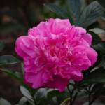 Pivoine Herbacée C3
