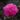 PIVOINE-806084_1280