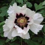 Pivoine Arbustive C4