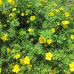 Potentilla - Potentille