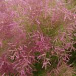Tamarix