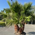 Palmier Washingtonia 3 Troncs : 125-150 cm