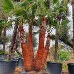 Palmier Washingtonia 3-4 Troncs : 180-200 cm