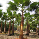 Palmier Washingtonia Tronc Nettoyé : 200-250 cm
