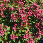 Weigela 100/125