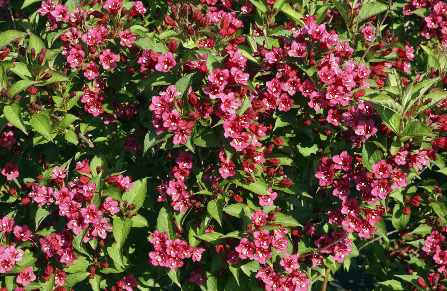 Weigela
